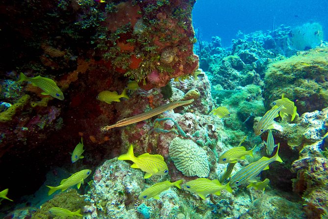 Full-Day Catalina Island Scuba Diving Tour From Punta Cana - Transportation and Logistics