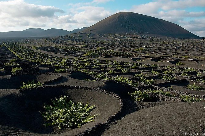 Guided Tour: Timanfaya National Park and La Geria With Pick-Up - Key Points