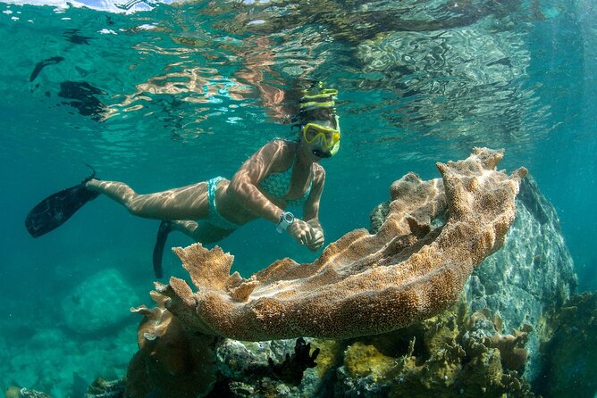 Half-Day Reef Snorkel on Lady Grace Luxury Catamaran - Overview of the Excursion