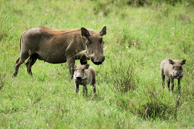 Hells Gate National Park Private Bike Tour From Nairobi - Key Points