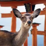 Hiroshima/miyajima Private Custom Tour Review Tour Overview