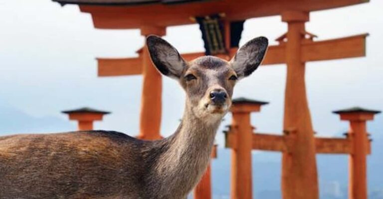 Hiroshima/miyajima Private Custom Tour Review Tour Overview