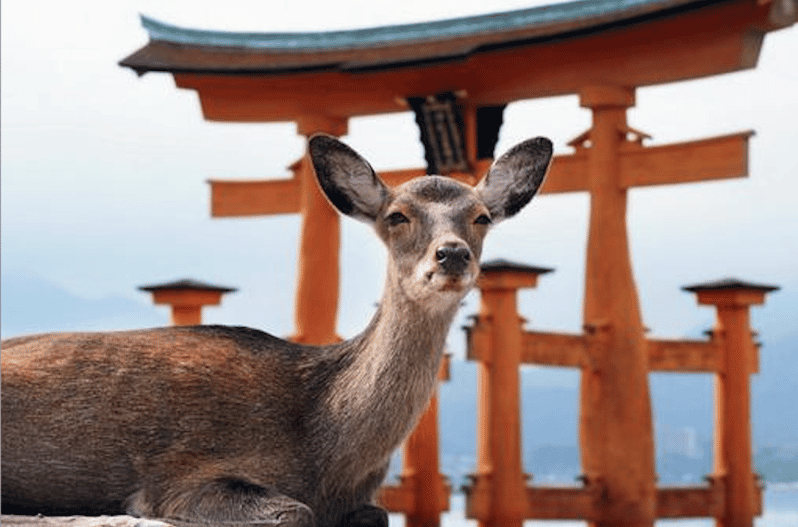 Hiroshima/Miyajima Private Custom Tour Review - Key Points