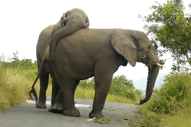 Hluhluwe Imfolozi Big 5 Reserve Day Safari From Durban Overview Of Hluhluwe Imfolozi