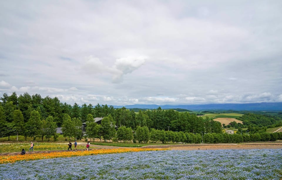 Hokkaido Biei Green Pond and Furano Flower Sea Review - Key Points