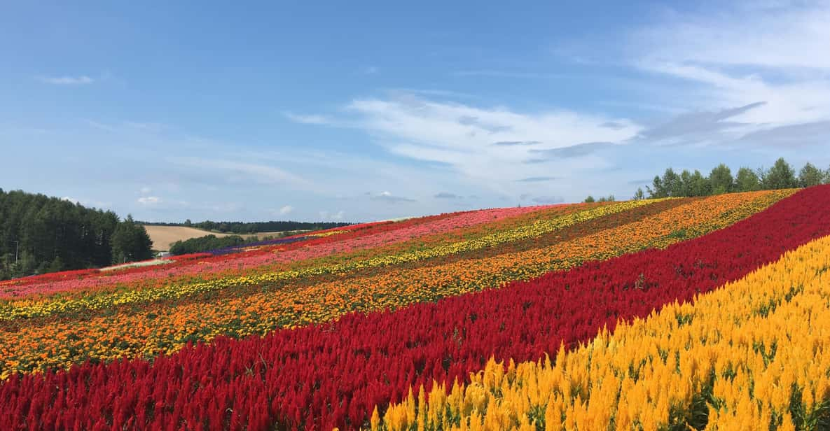 Hokkaido Furano Day Tour - Key Points