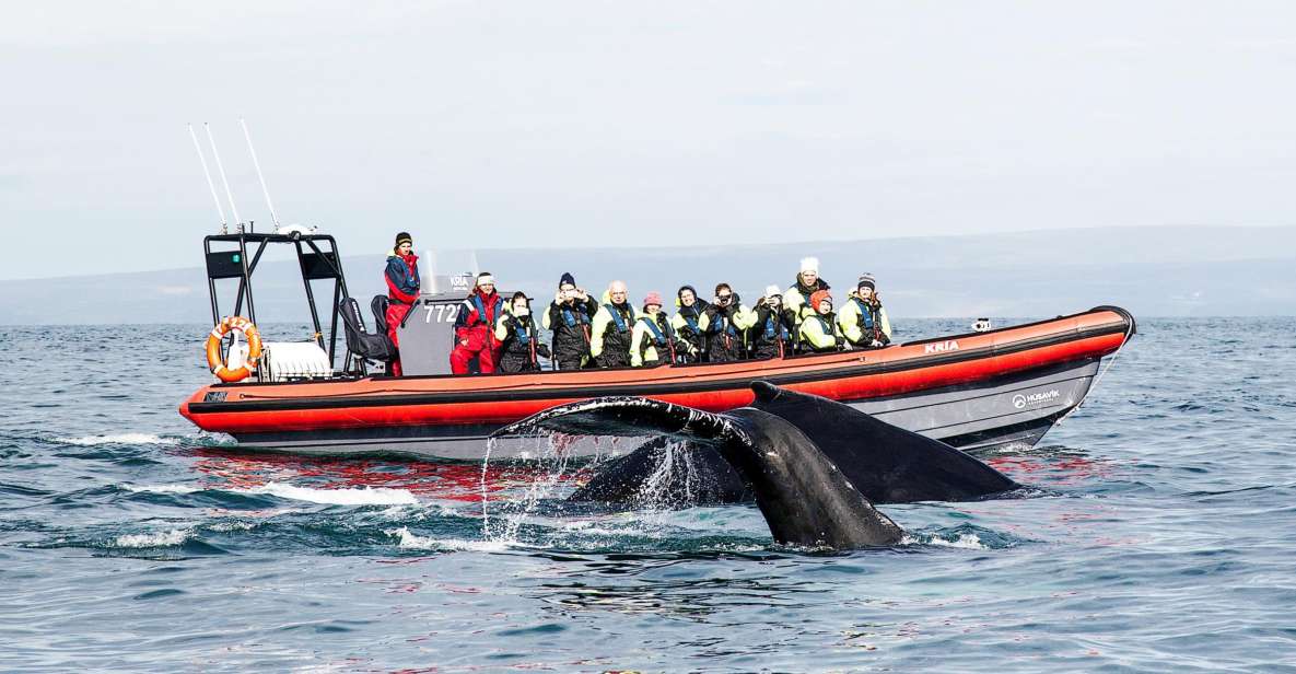 Húsavík: Big Whales and Puffin Island Speedboat Tour - Key Points