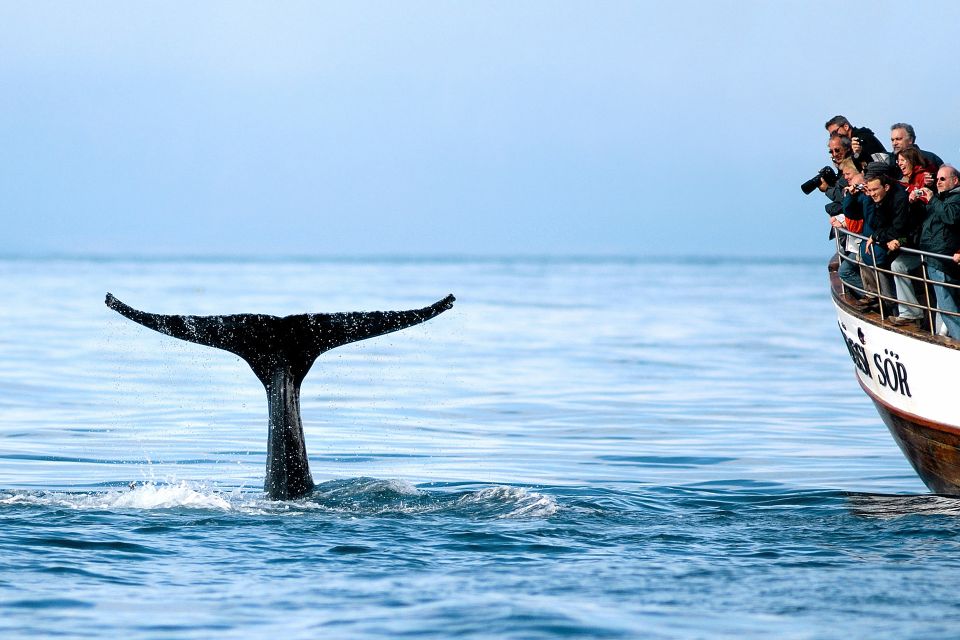 Húsavík: Whale Watching on a Carbon Neutral Oak Boat - Key Points