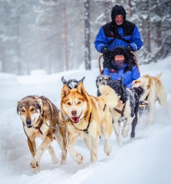 Husky Safari 1 Hour (10 Km) Small-Group Mushing Experience - Key Points