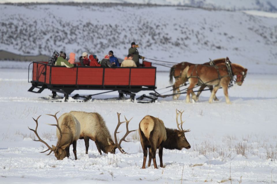 Jackson: Grand Teton and National Elk Refuge Winter Day Trip - Key Points