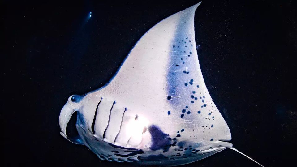 Kailua-Kona: Manta Ray Watching Nighttime Boat Trip - Key Points