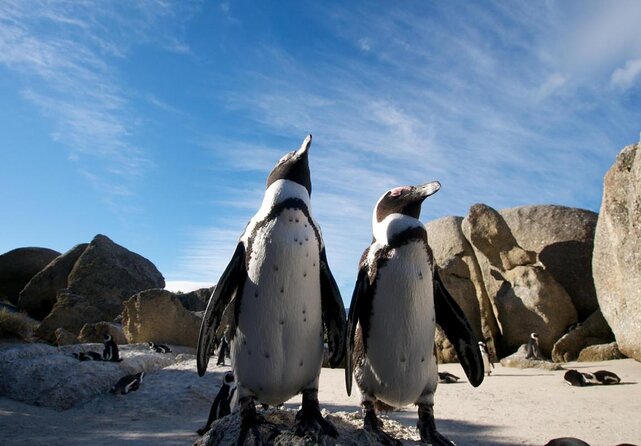 Kayak to the Penguins in Simons Town - Key Points