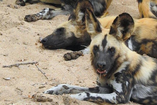 Kruger Safari Tour - Morning Half Day - Tour Overview