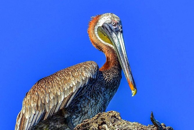 Los Haitises National Park Tour From Punta Cana Montana Redonda and Cano Hondo - Inclusions and Logistics