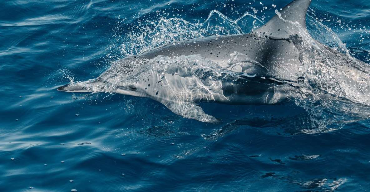 Maui: Kaanapali Wild Dolphin Sail - Key Points