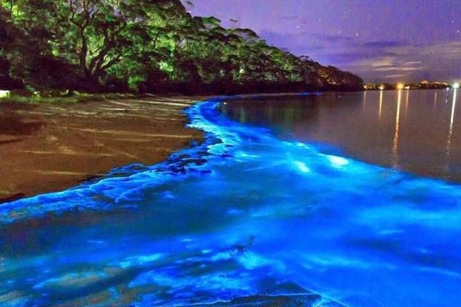 Mesmerizing Luminous Lagoon (Glistening Waters) Night Tour - Key Points