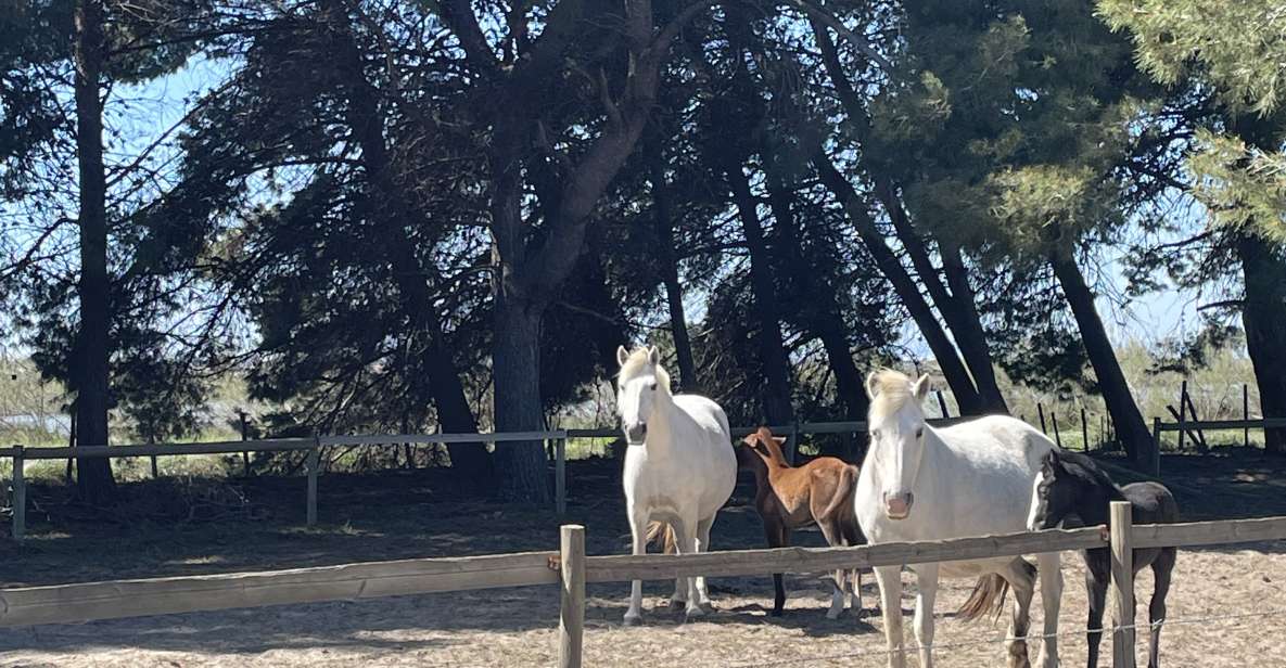 Montpellier: Guided Half-Day Trip to a Camargue Manade - Key Points