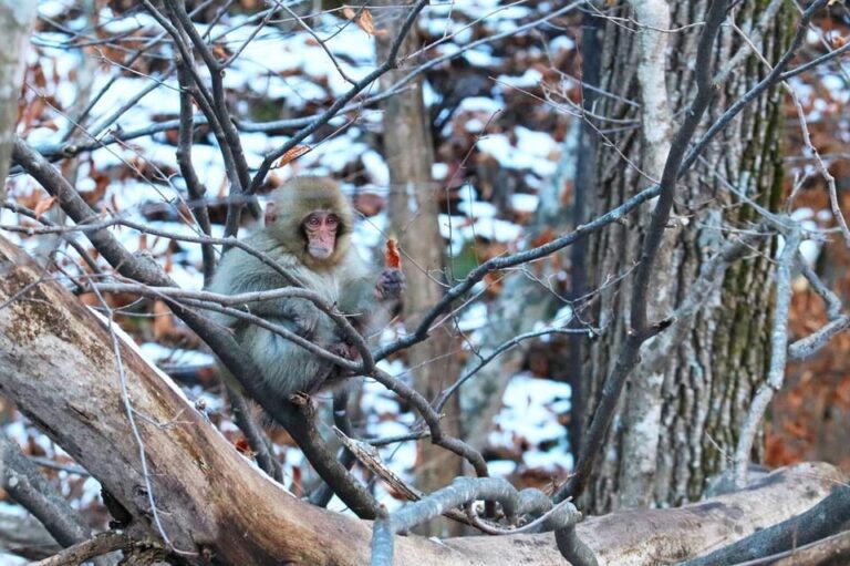 Nagano: Snow Monkeys, Zenkoji Temple Exploring Jigokudani Snow Monkey Park