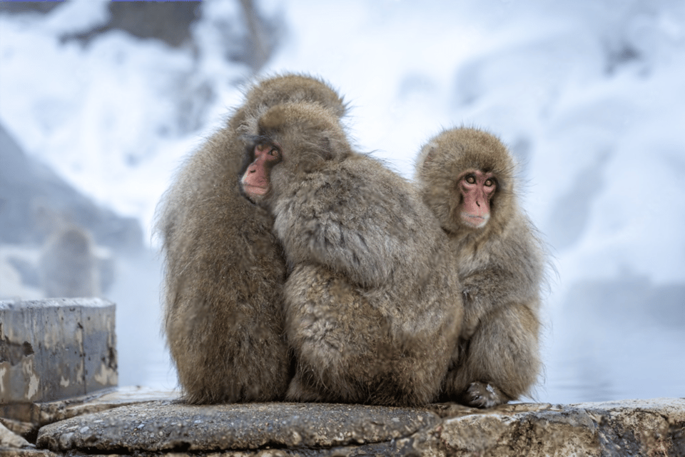 Nagano: Snow Monkeys, Zenkoji Temple - Key Points