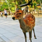 Nara Attractive Tour Tour Inclusions