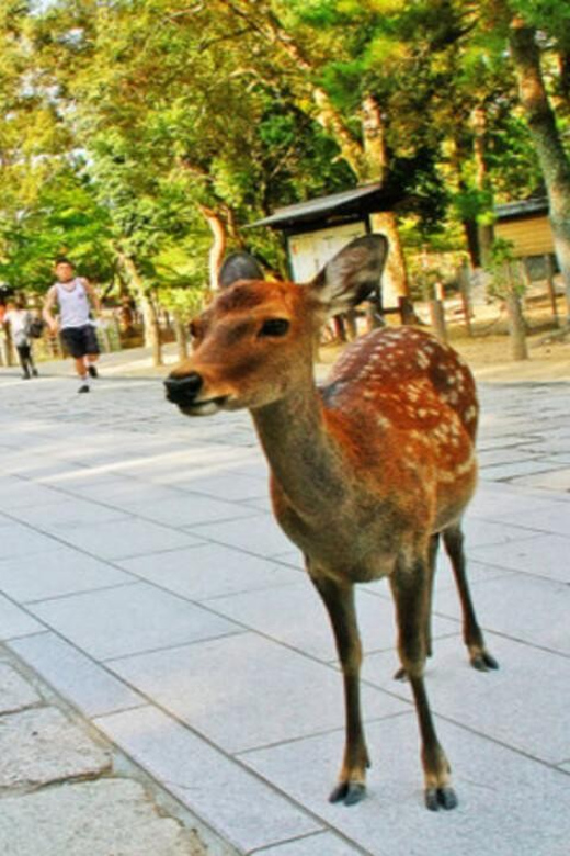 Nara Attractive Tour - Tour Inclusions