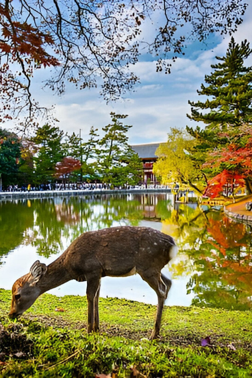 Nara Private Tour With English-Speaking Driver - Key Points