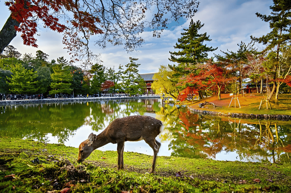 Nara Private Tour With English-Speaking Driver - Itinerary Highlights