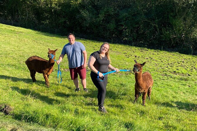 Naze View Farm Alpaca Experience - Key Points