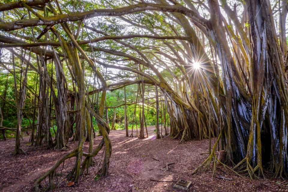 Oahu: 10-Hour Sunrise & Scenic View Points Photo Tour - Key Points