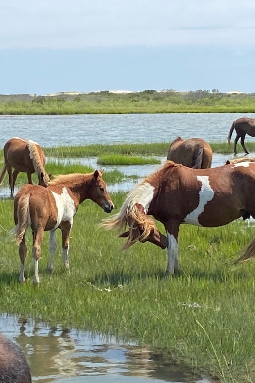 Ocean City: Assateague Island Morning Cruise - Key Points