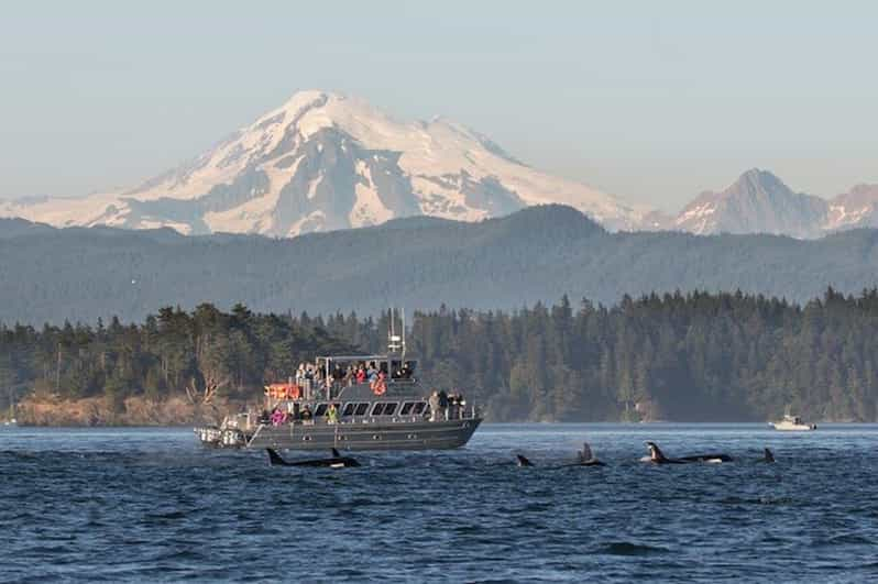 Orcas Island: Whale and Orca Guided Speedboat Tour - Key Points