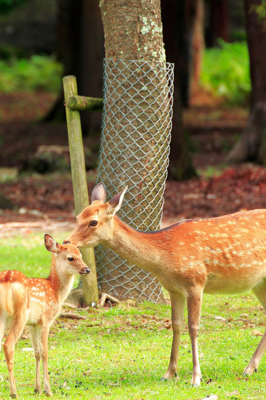 Osaka: Kyoto World Heritage & Nara Cute Deer 1-Day Bus Tour - Key Points