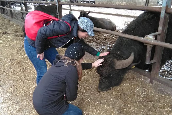 Paestum Traditions, Buffaloes, Ceramics, Temples - Key Points