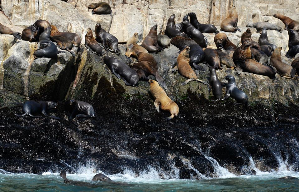 Palomino Islands Yacht Tour and Swim Alongside the Sea Lions - Key Points