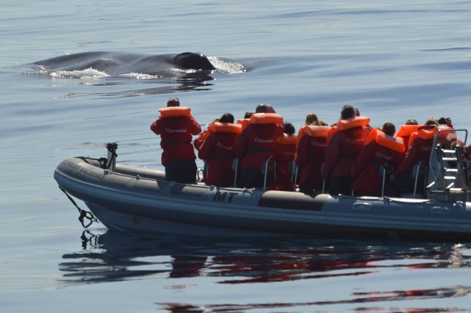 Pico Island: Whale Watching Boat Tour With Biologist Guides - Key Points