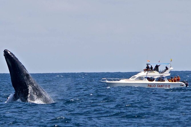 Private Full-Day Samaná Whale Watching Tour From Punta Cana - Key Points