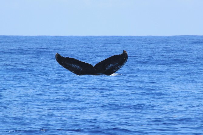 Private Whale Watching Charter (Grand Turk) - Key Points