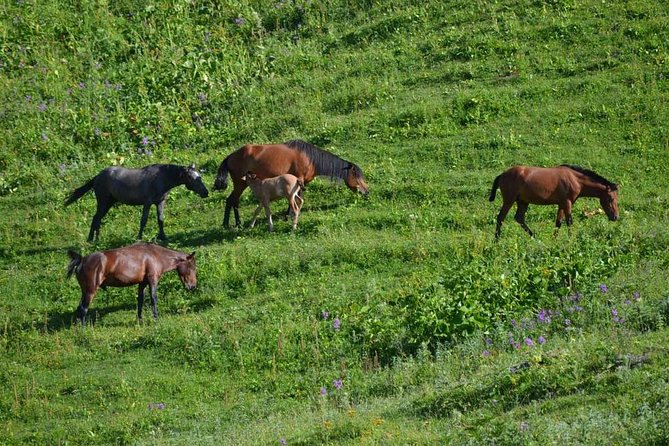 Relaxable and Knowledgeable 9 Days Tour in Azerbaijan - Key Points