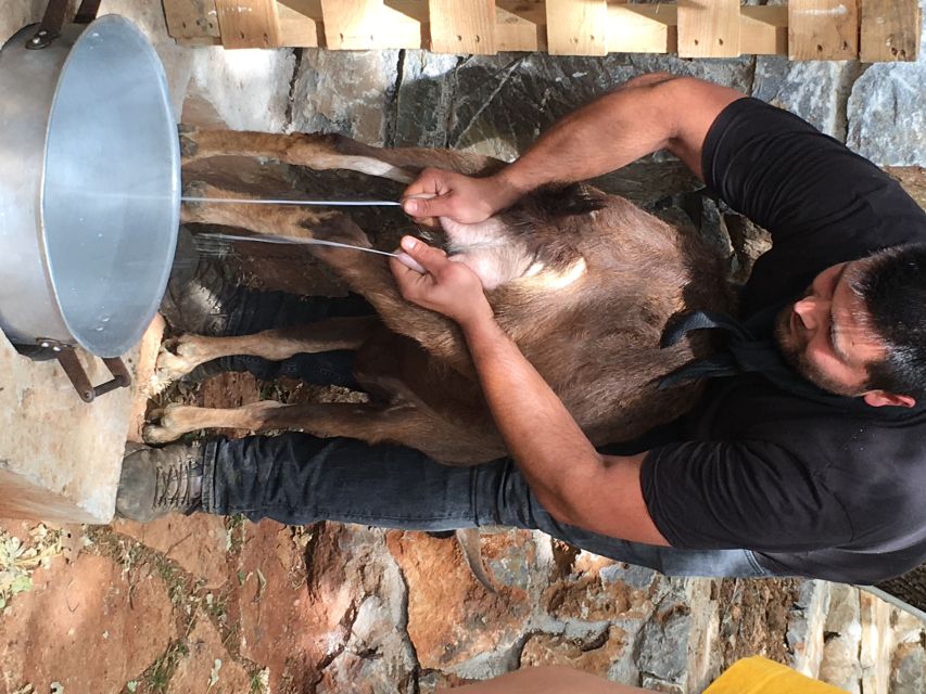 Rethymno: Explore Shepherd's Hut and Cheese Making Process - Key Points