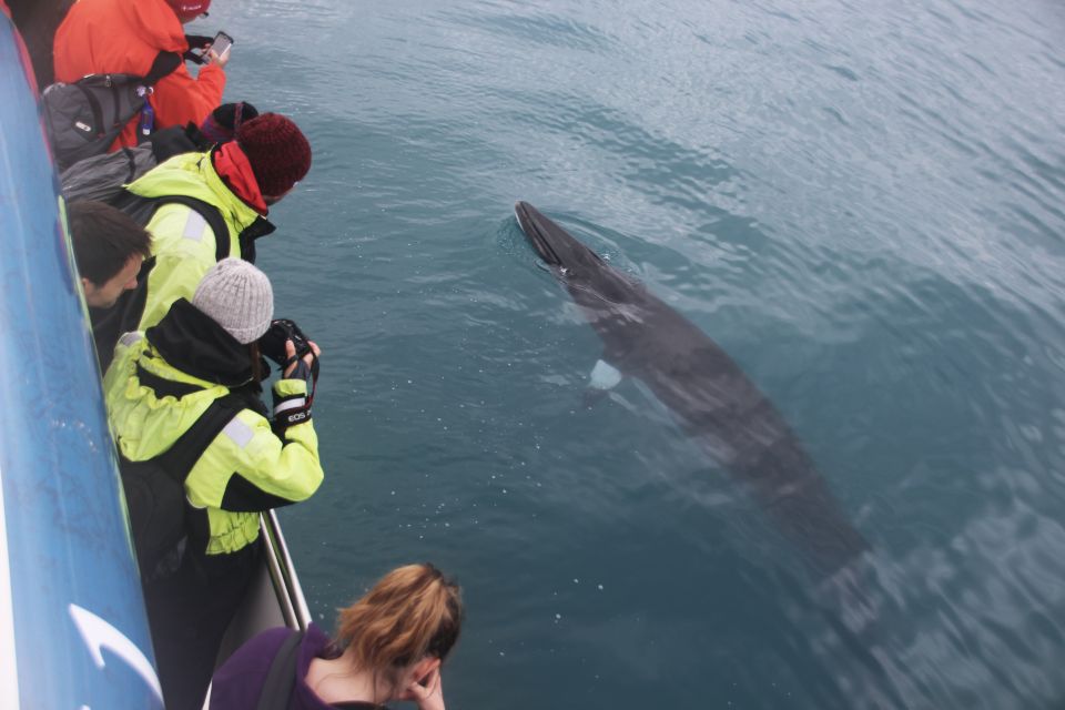 Reykjavik: Whale Watching Tour by Fast Catamaran - Key Points