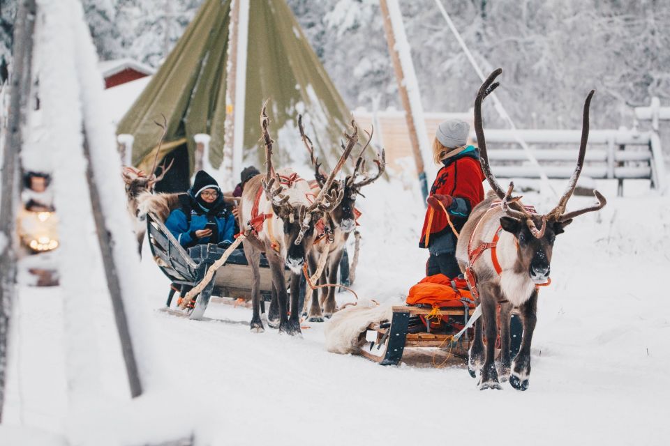 Rovaniemi: Apukka Reindeer Journey - Key Points