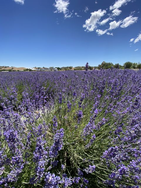 Sacramento: Capay Valley Farm Tour With Lunch & Wine - Key Points