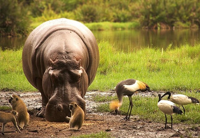 Safari Kenya With Patrick - Tour Overview