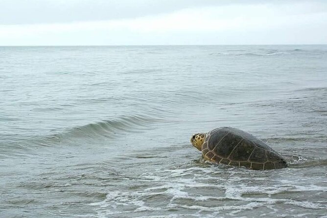 Sal Island: Sea Turtle Experience From Santa Maria - Key Points