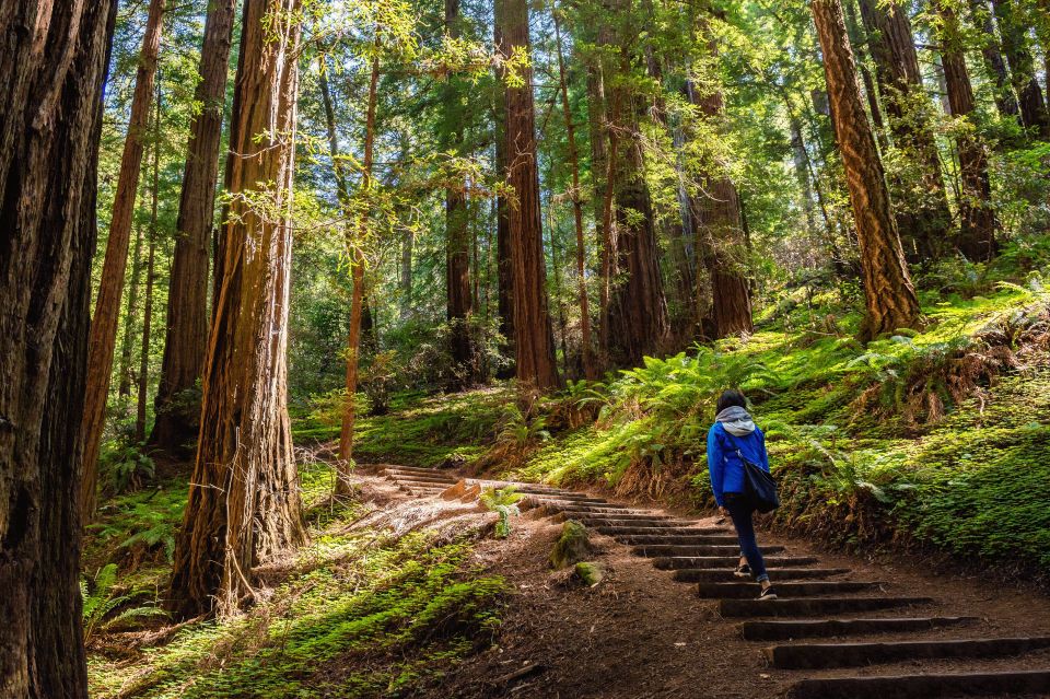 San Francisco Golden Gate Sausalito Muir Woods Private Tour - Key Points