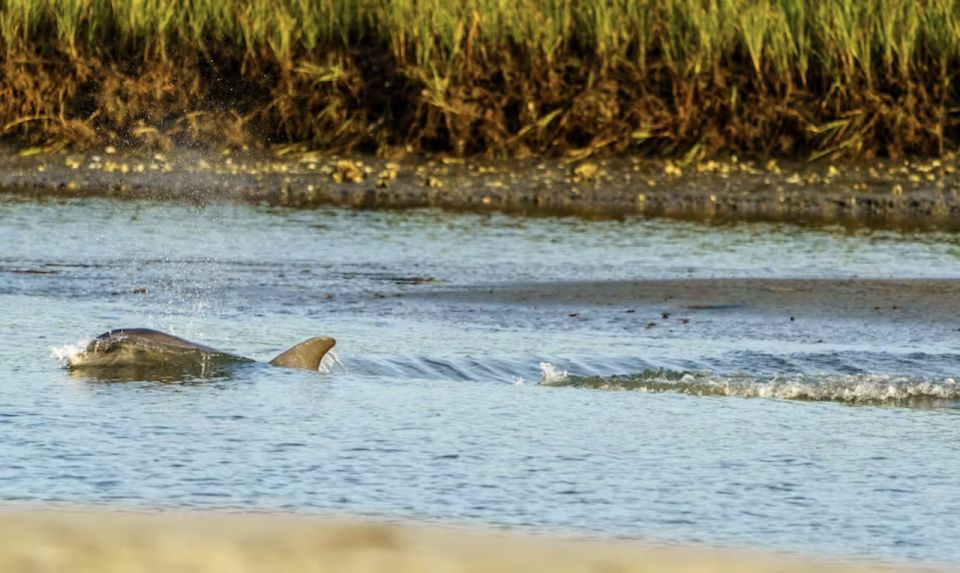 Savannah: Sunset Dolphin Watching Eco Tour by Boat - Key Points