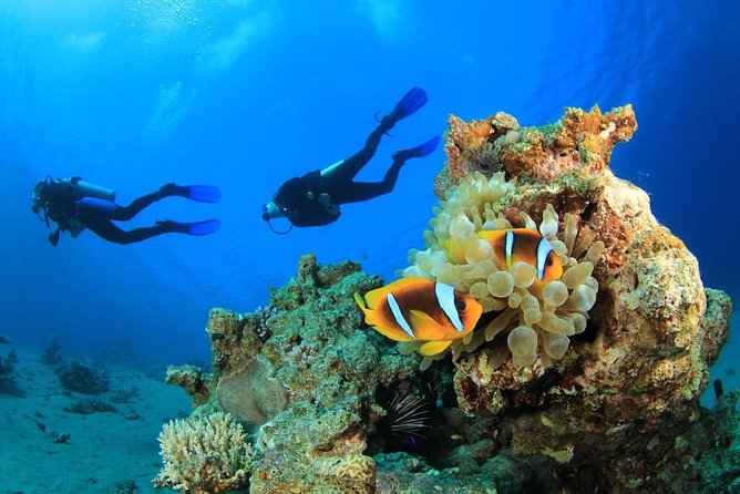 Scuba Diving Discover Boat Trip 2 Stops Intro Diving, Transfer, Lunch - Hurghada - Key Points