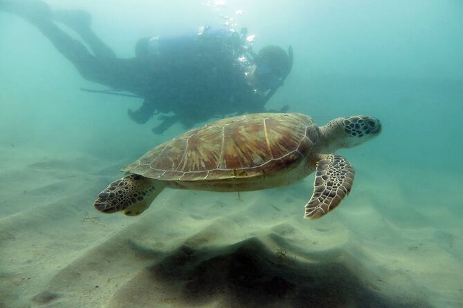 Scuba Tour for Certified Divers in San Juan - Key Points