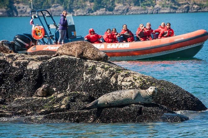 Sea Safari Tour From Vancouver - Key Points