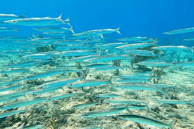 Snorkeling Adventure in Aguadilla - Exploring the Reef